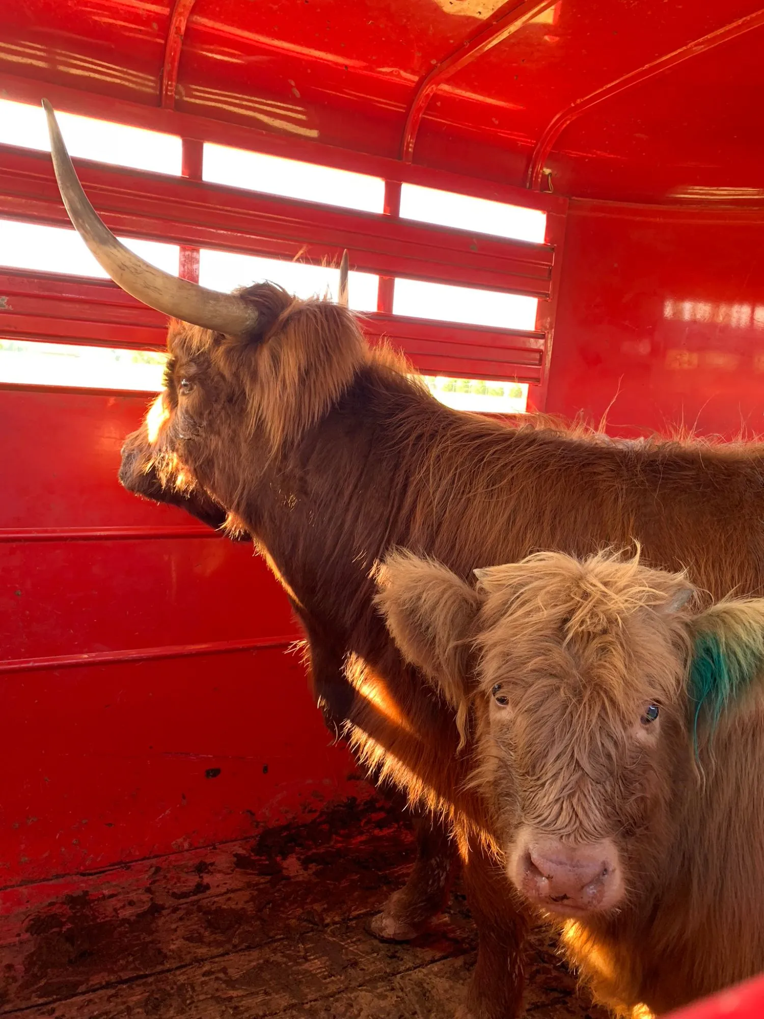 Brenda: Punk rock calf, Oct 2018