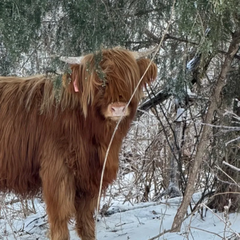 Little Mama, red Scottish Highland heifer at Faster Pastures