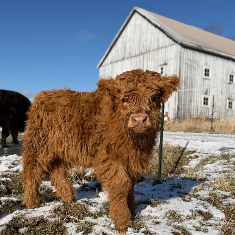 Forrest, red Scottish Highland bull calf at Faster Pastures