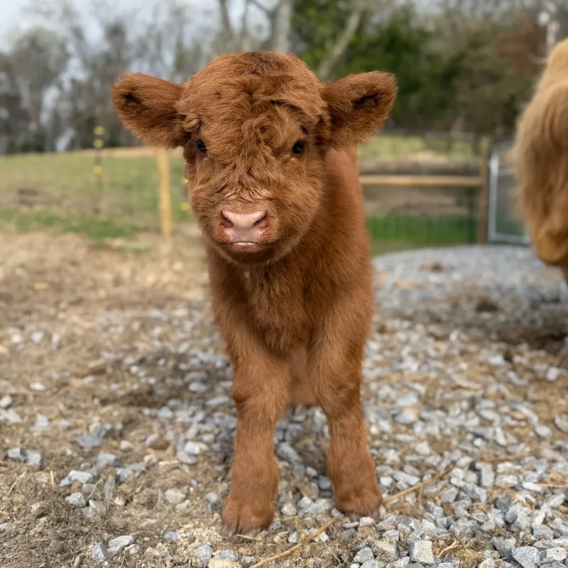 Glenna, red Scottish Highland heifer calf at Faster Pastures