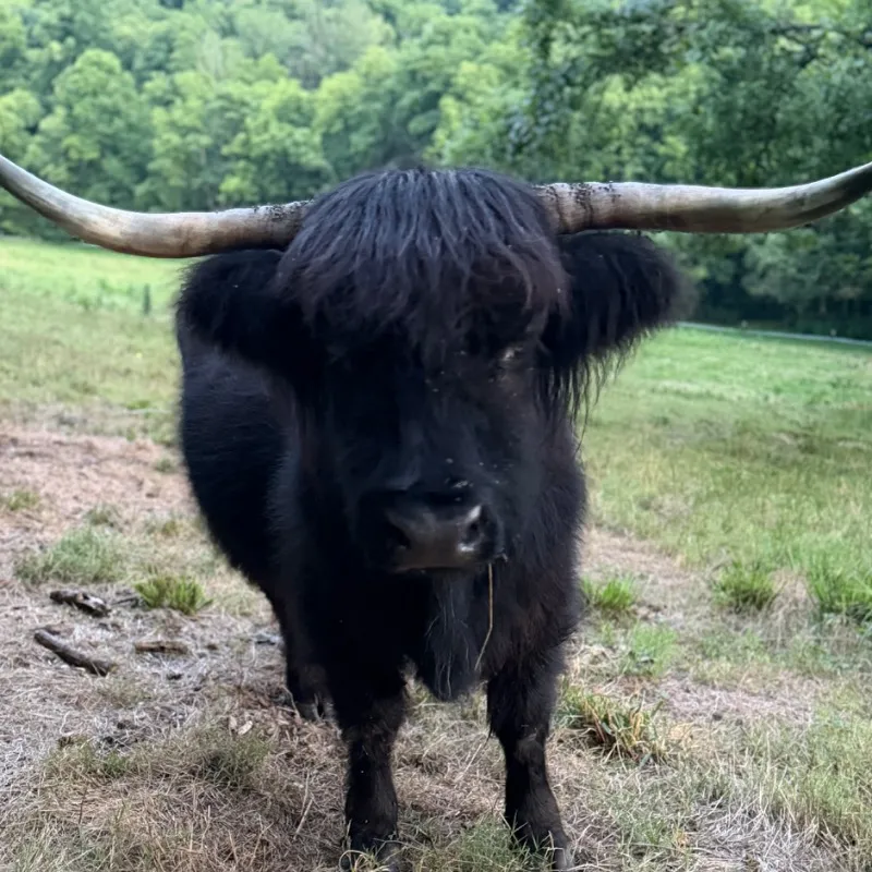 Nancy, black Scottish Highland cow at Faster Pastures