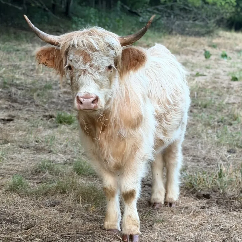 Vie, white Scottish Highland heifer at Faster Pastures