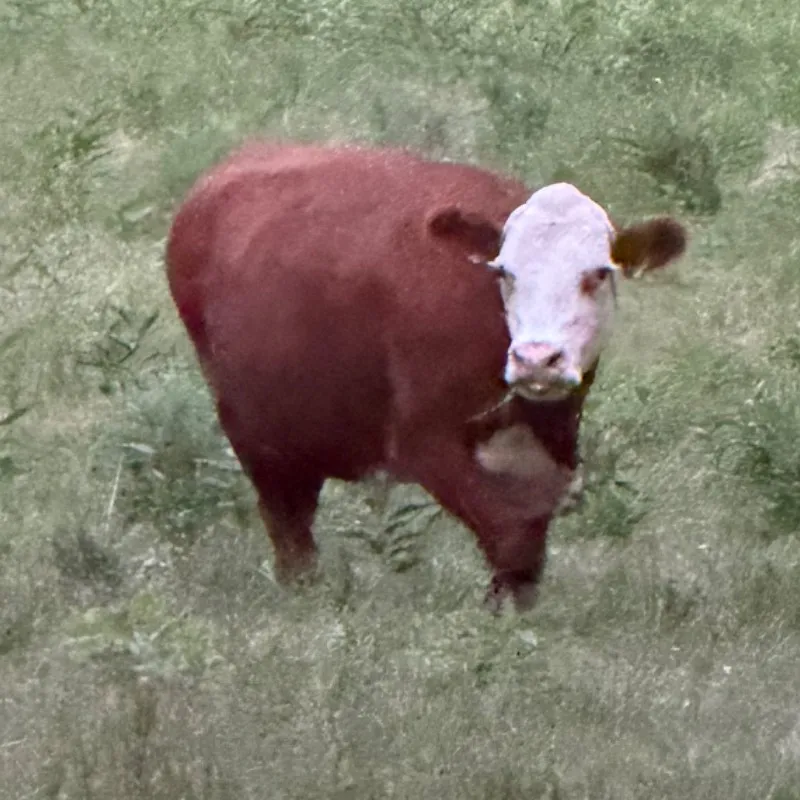 Buns, red Hereford cow at Faster Pastures