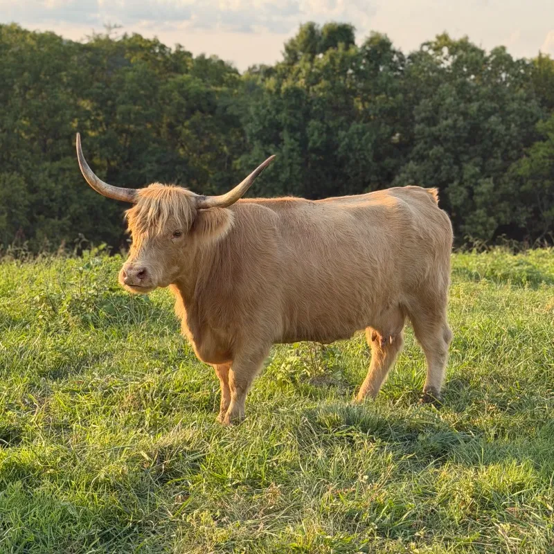 Butter, yellow Scottish Highland cow at Faster Pastures