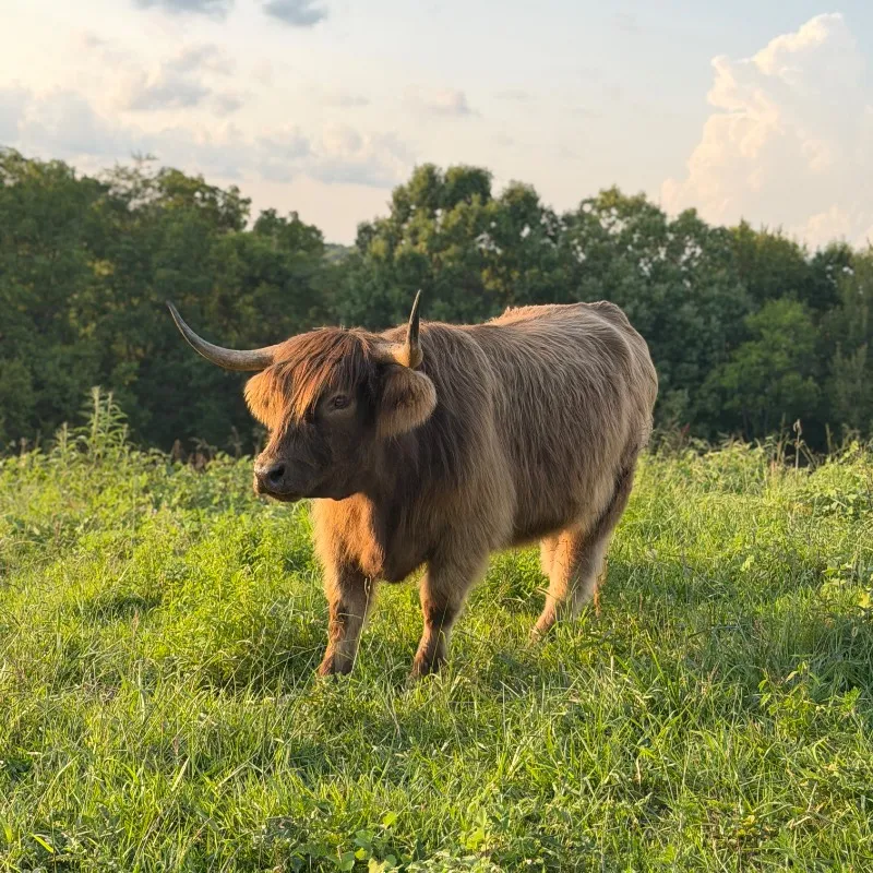 Dunedin, dun Scottish Highland heifer at Faster Pastures