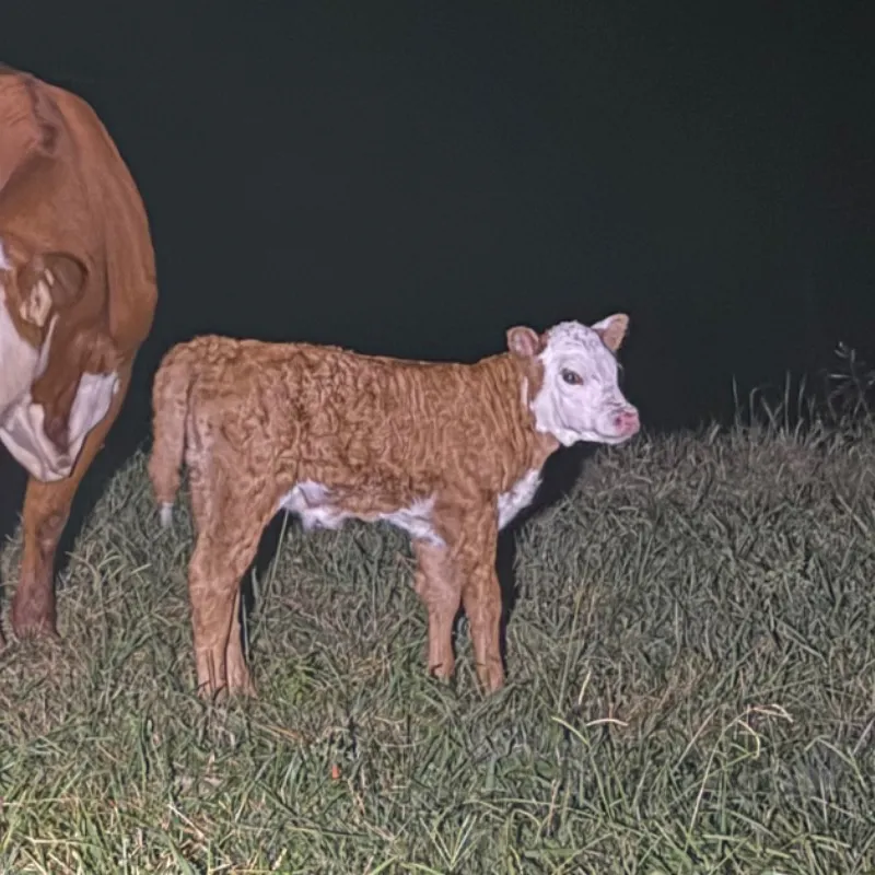 Biscuit, red Hereford heifer calf at Faster Pastures