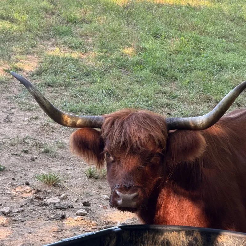 Brianna, red Scottish Highland cow at Faster Pastures