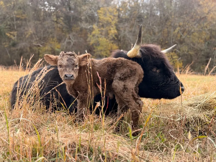 Flash, dun Scottish Highland steer calf at Faster Pastures