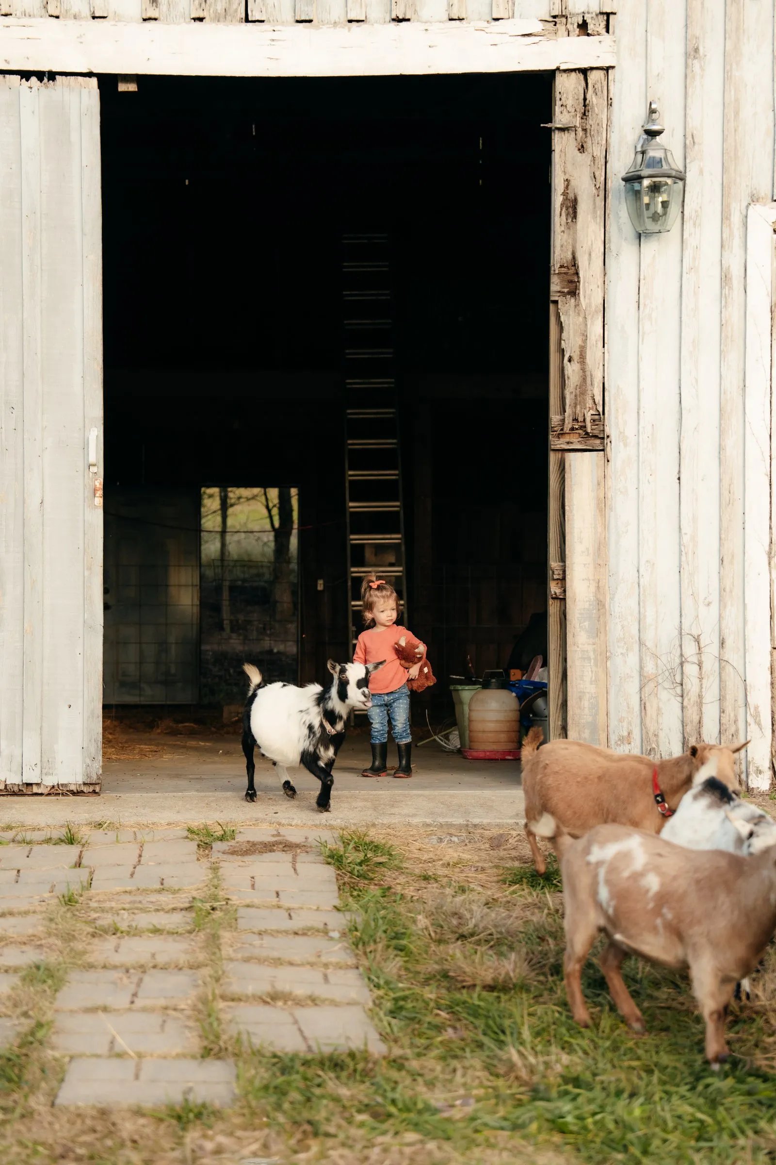Goats at the white barn door