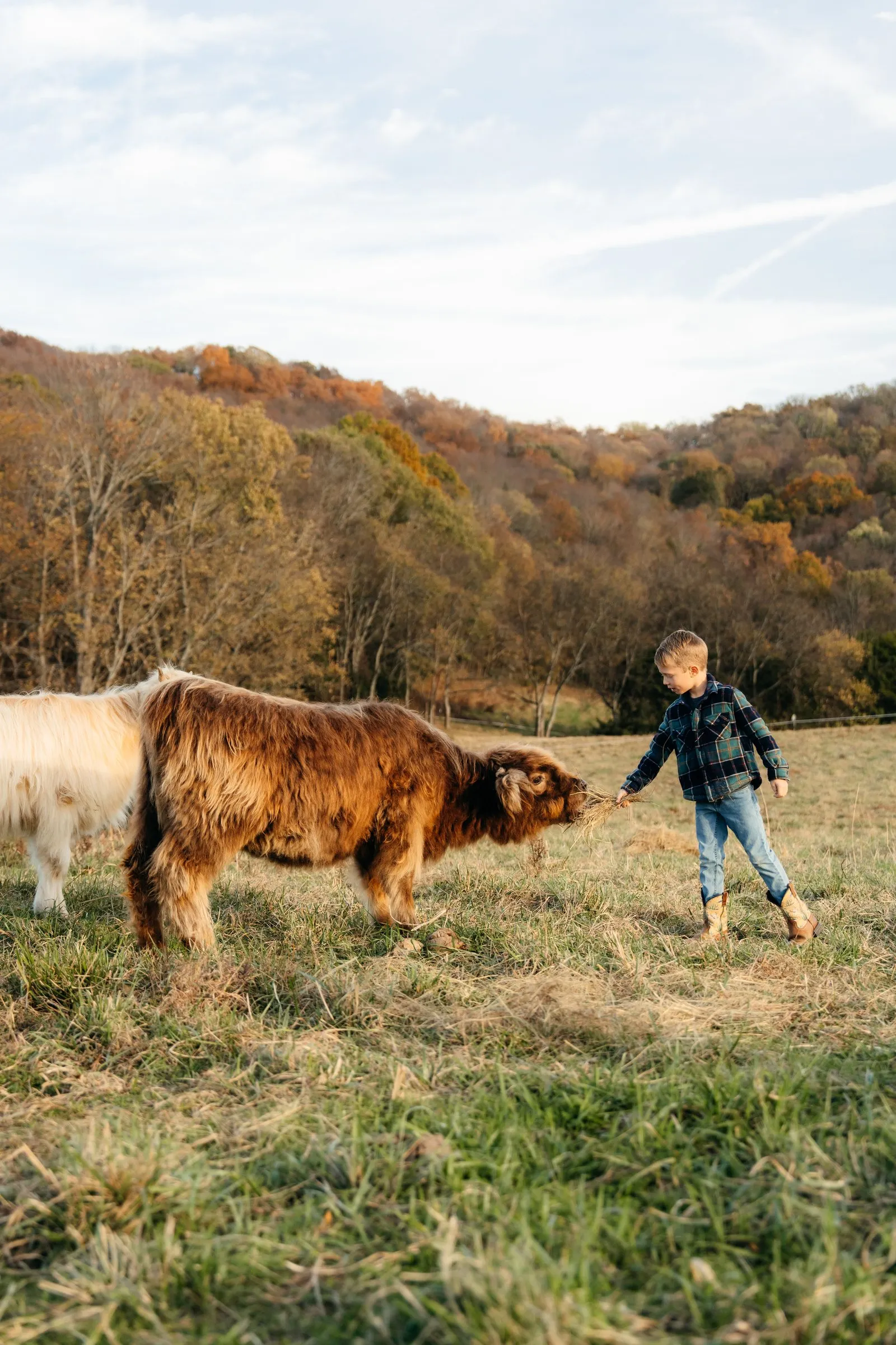 A boy meeting a Highland calf