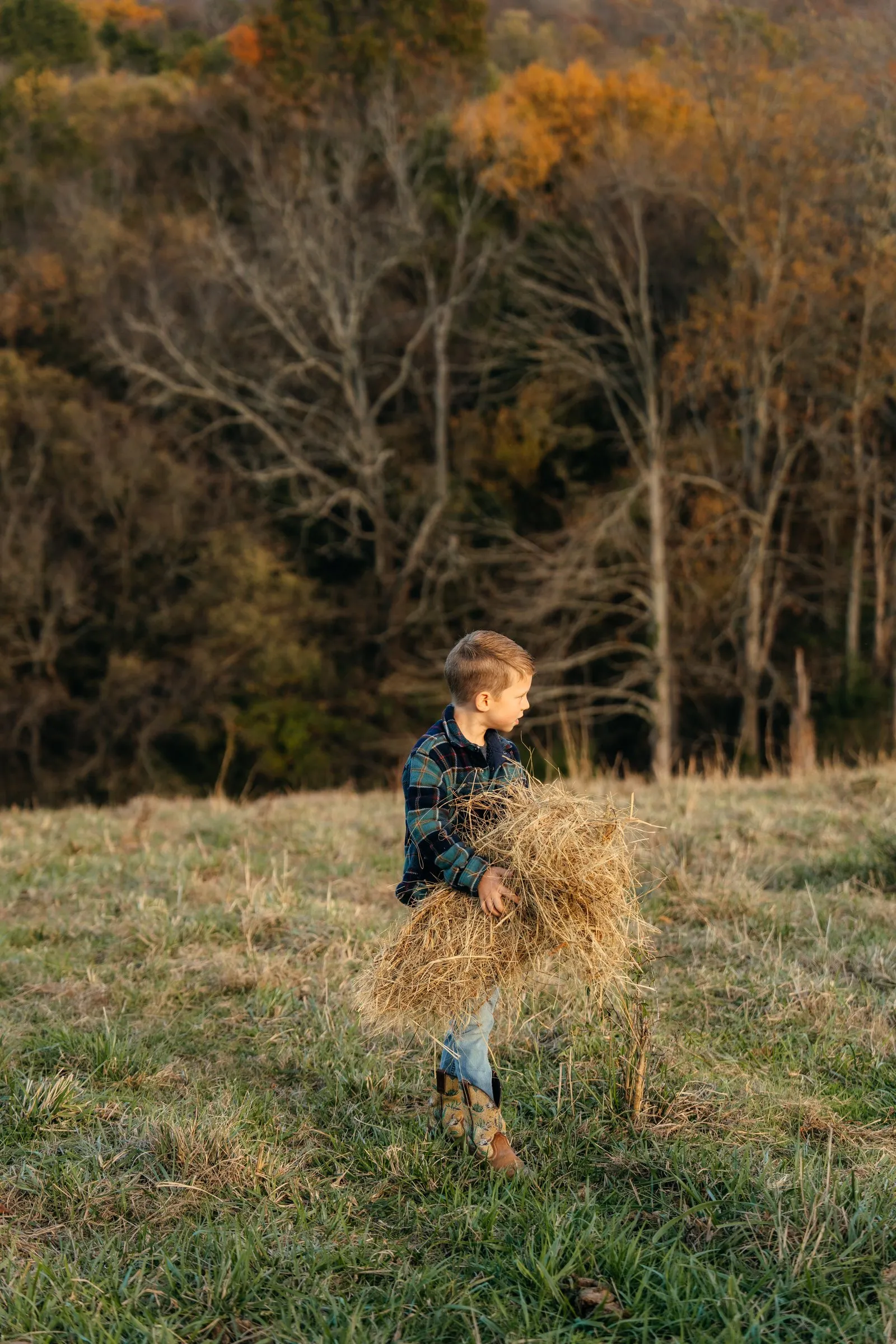A boy hauls an armful of hay across the field