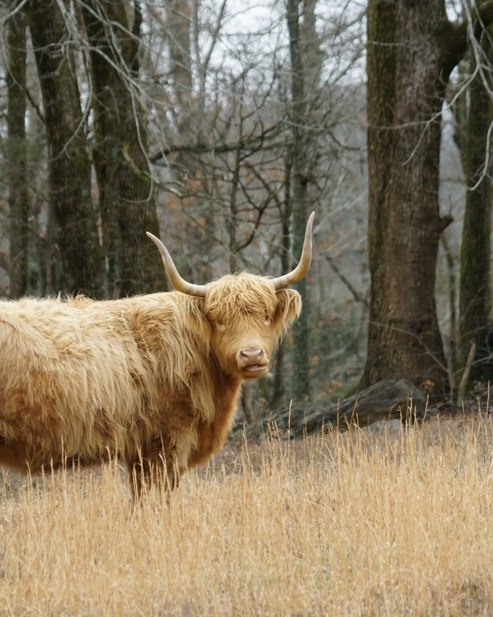 Brenda, red Scottish Highland cow at Faster Pastures