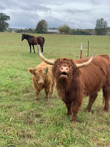 Brianna: Saying hi, with Brenda & the horse