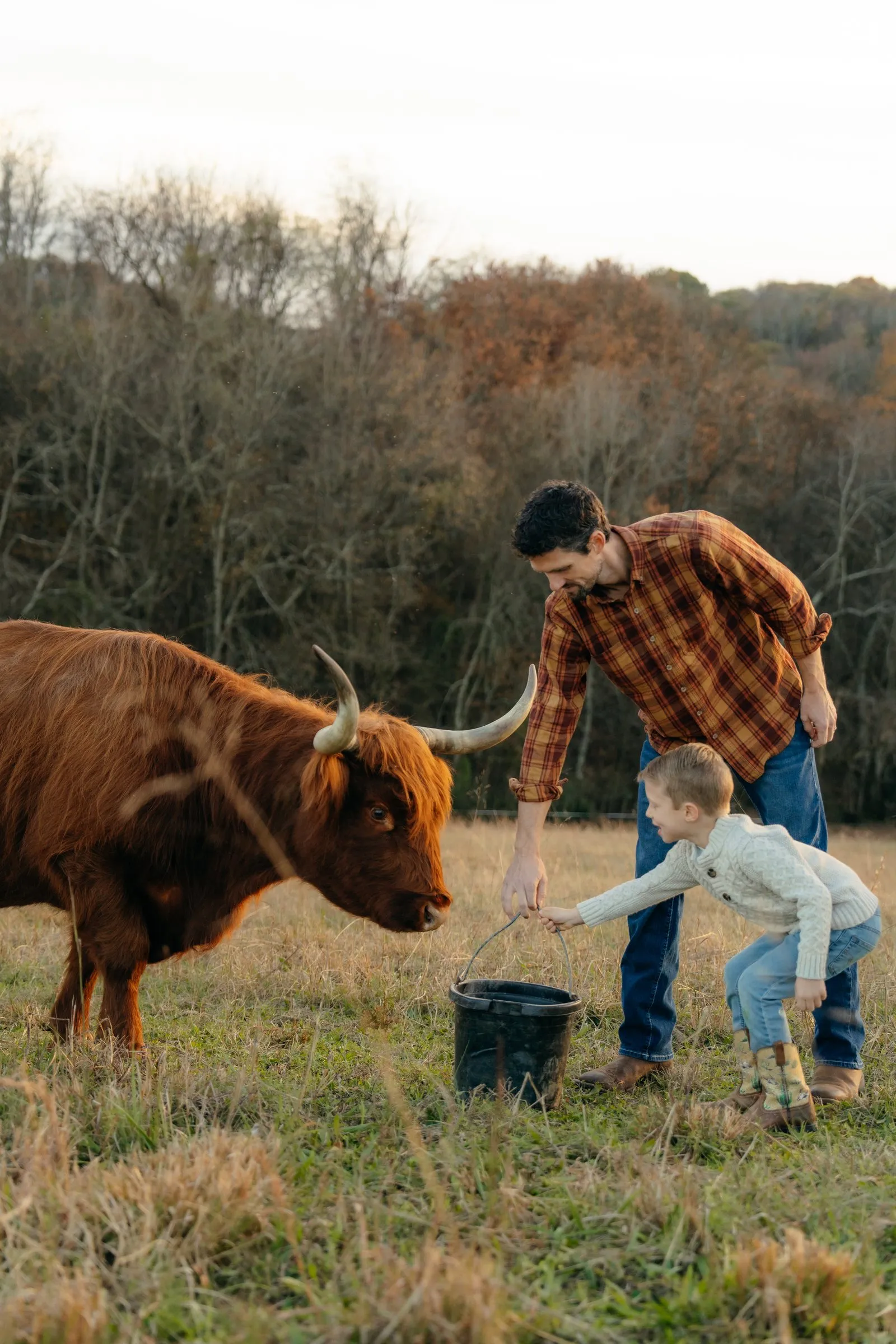 A father and son feed a Highland from a bucket