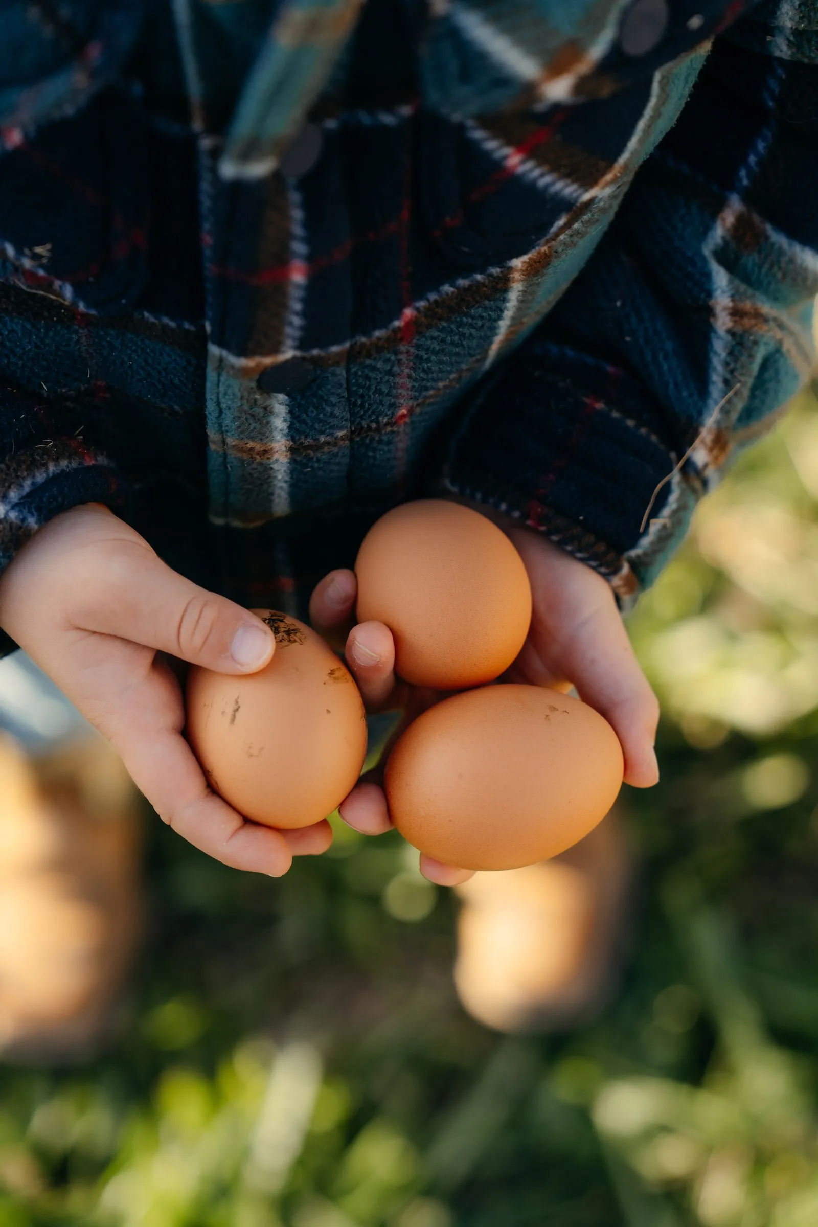 Small hands holding three fresh brown eggs