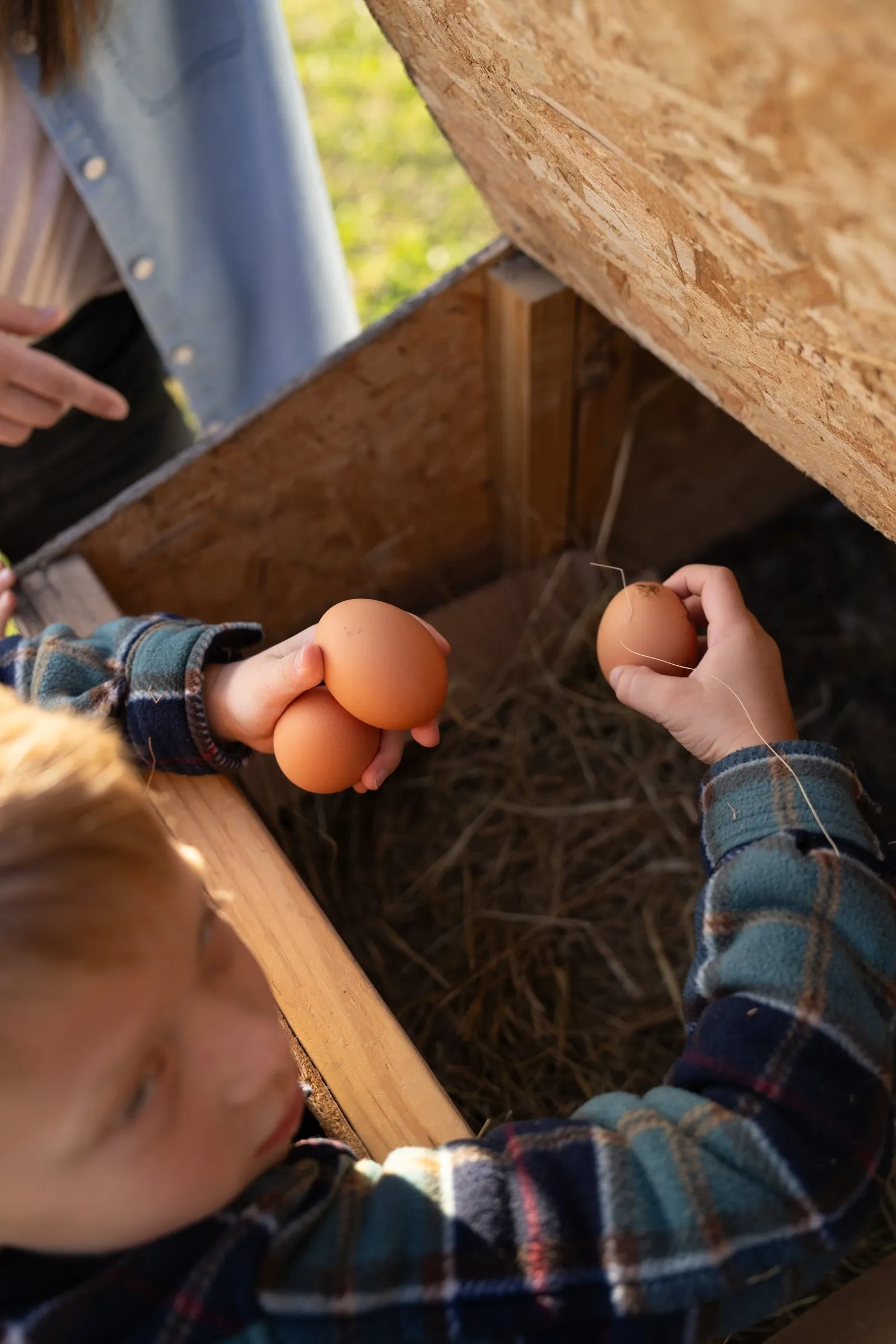 Fresh eggs in the nesting box