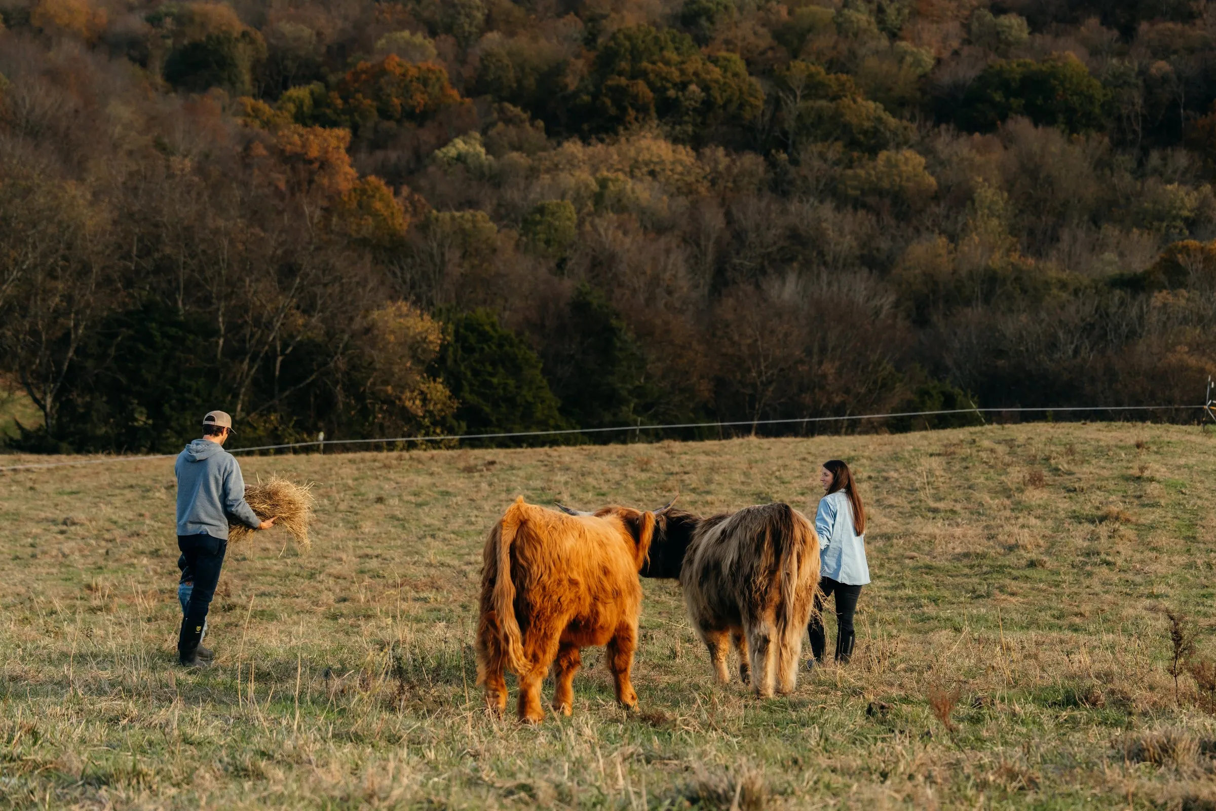 The family hand-feeds hay to the herd at dusk