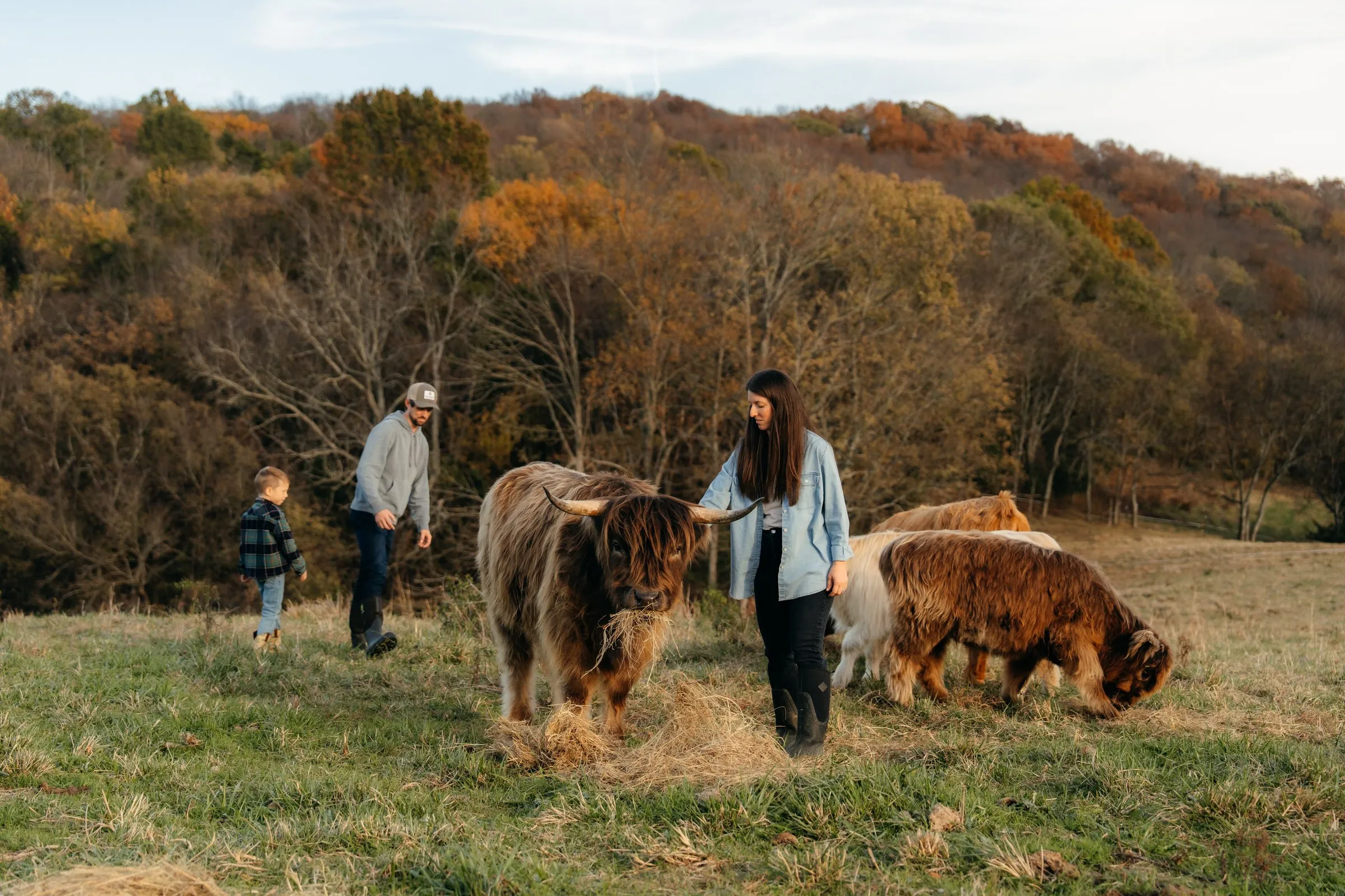 The family feeding hay to the herd in an autumn pasture