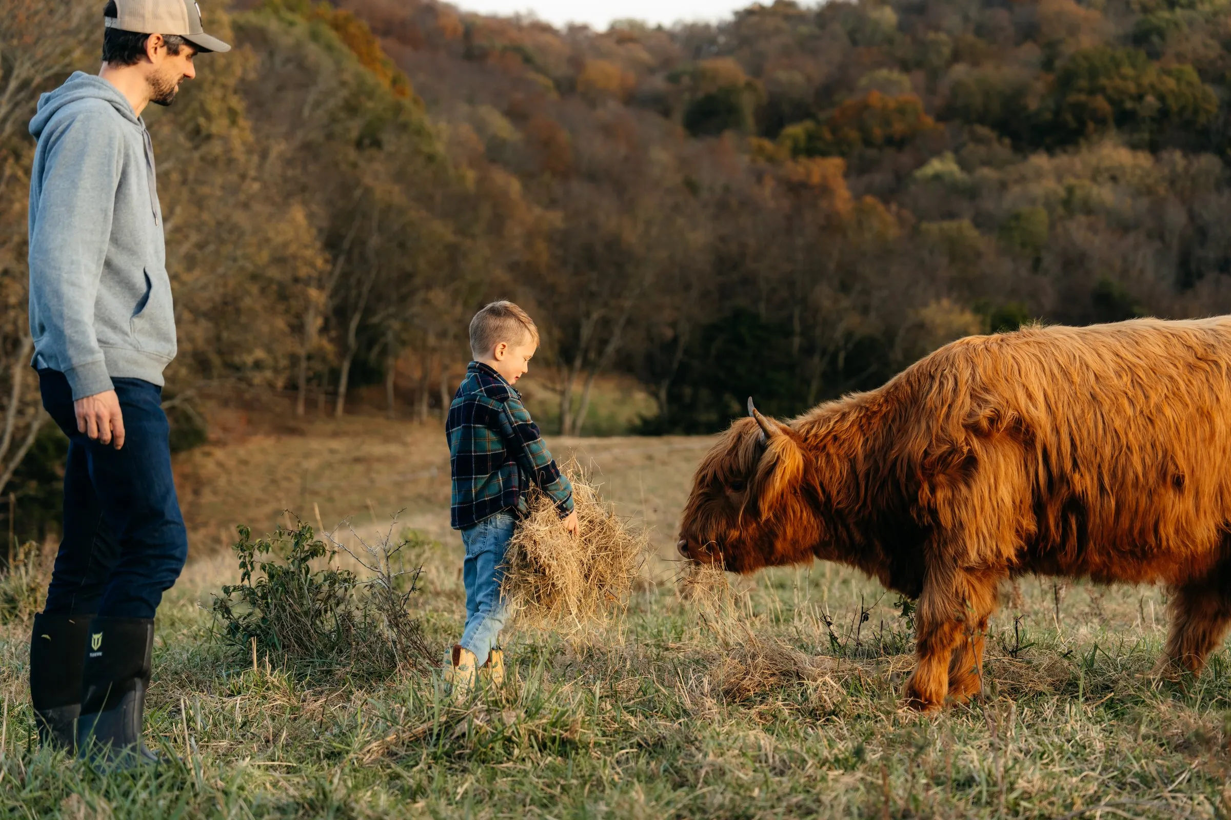 A father and son feed hay to a red Highland in an autumn pasture