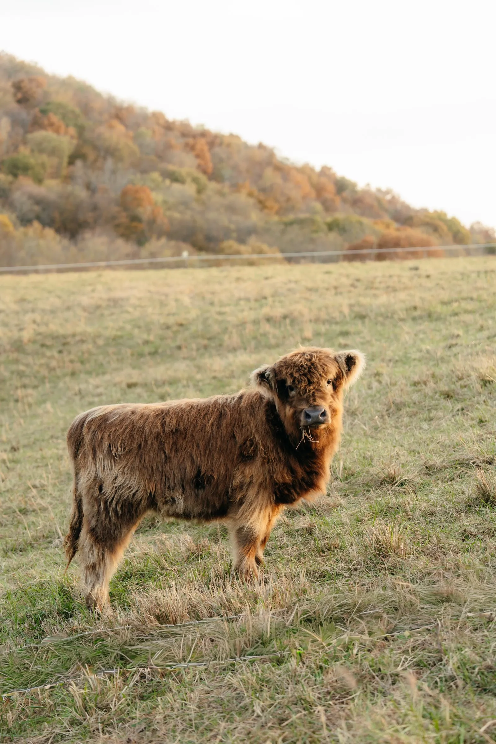 A Highland calf grazing