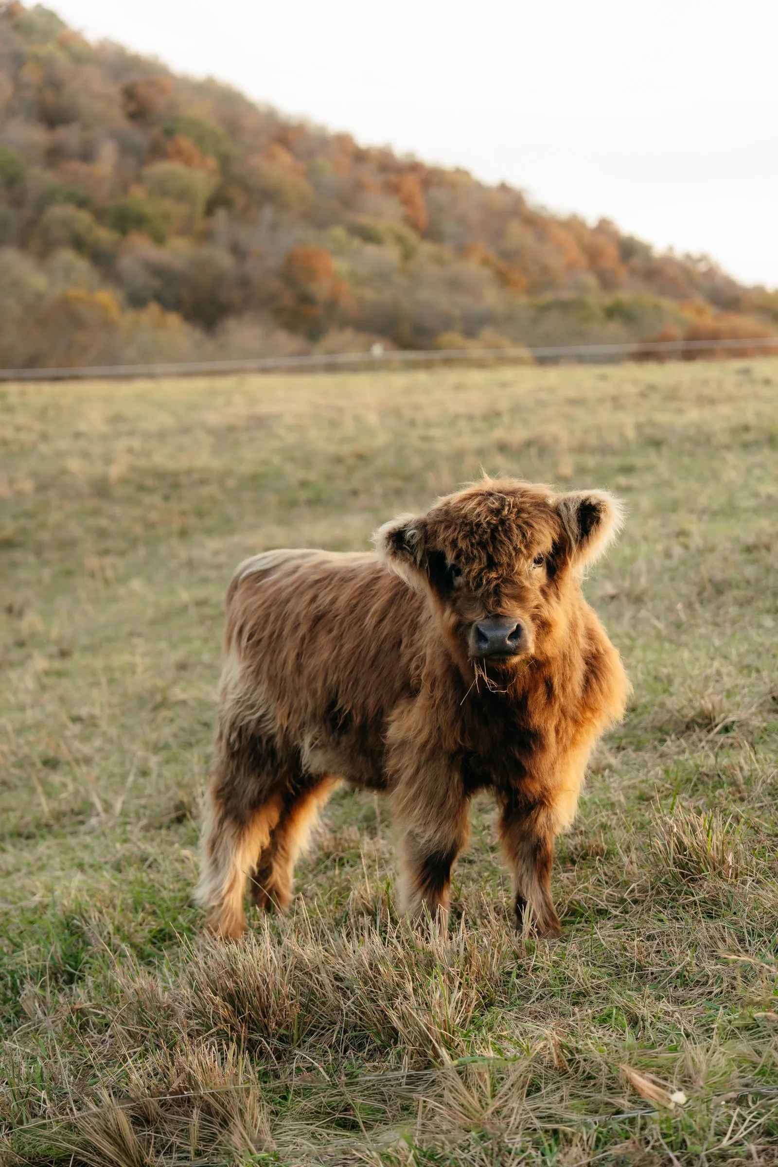 A shaggy Highland calf on a hillside