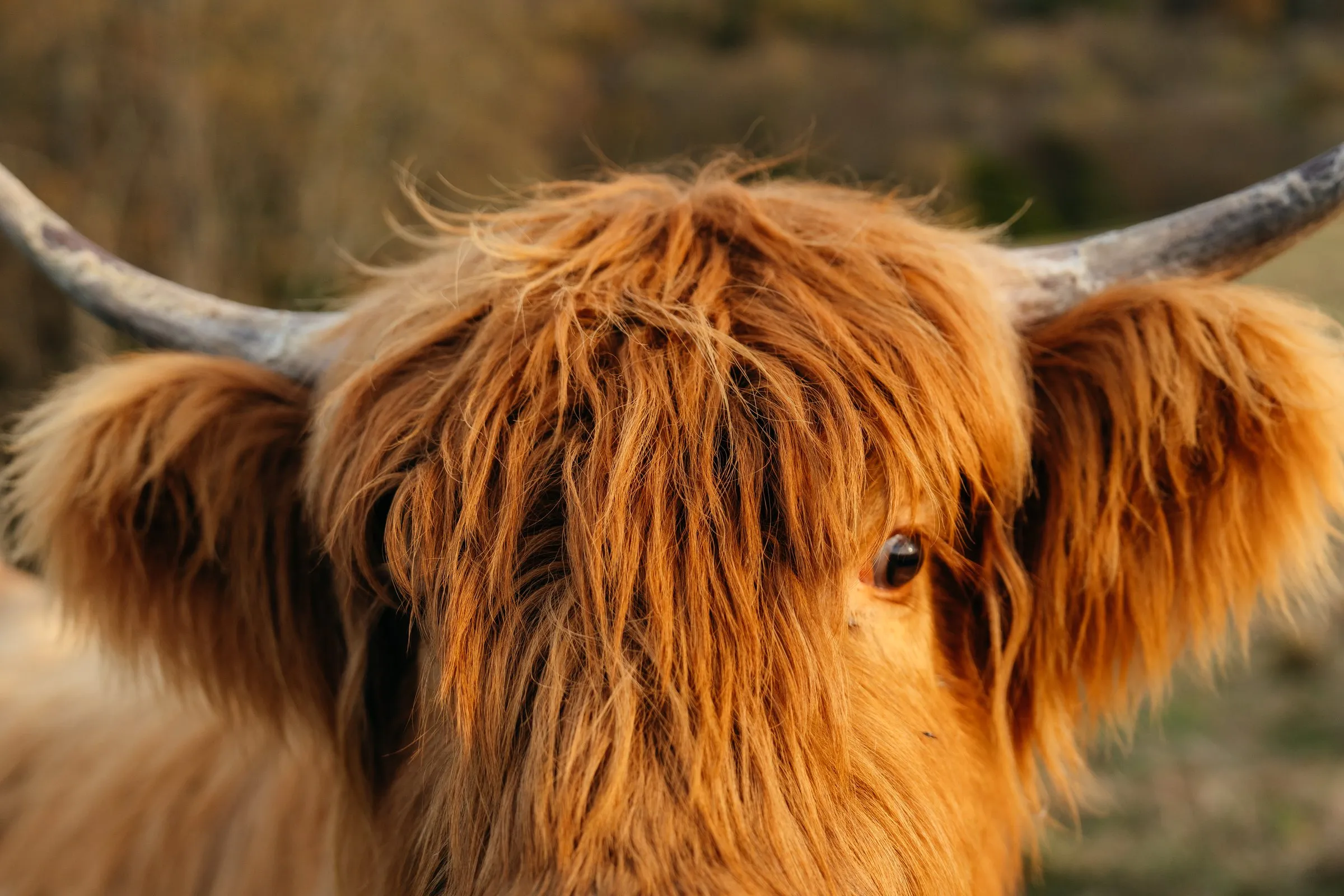 Close-up of a Highland's eye beneath a golden fringe and long horns
