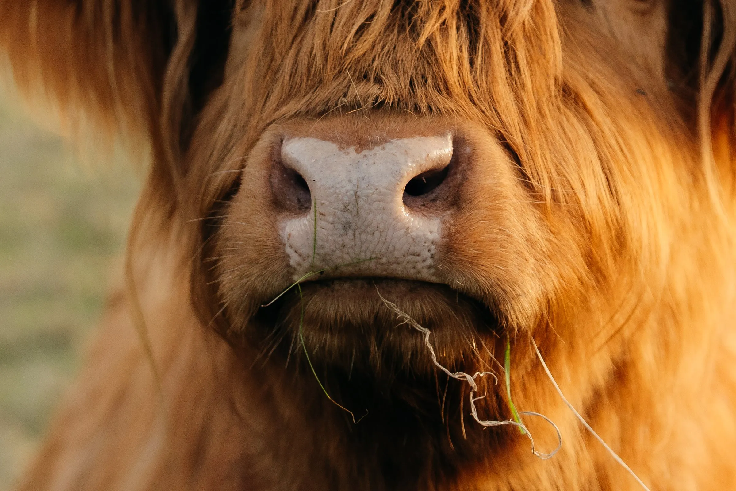 Close-up of a Highland's nose, a wisp of hay in its mouth