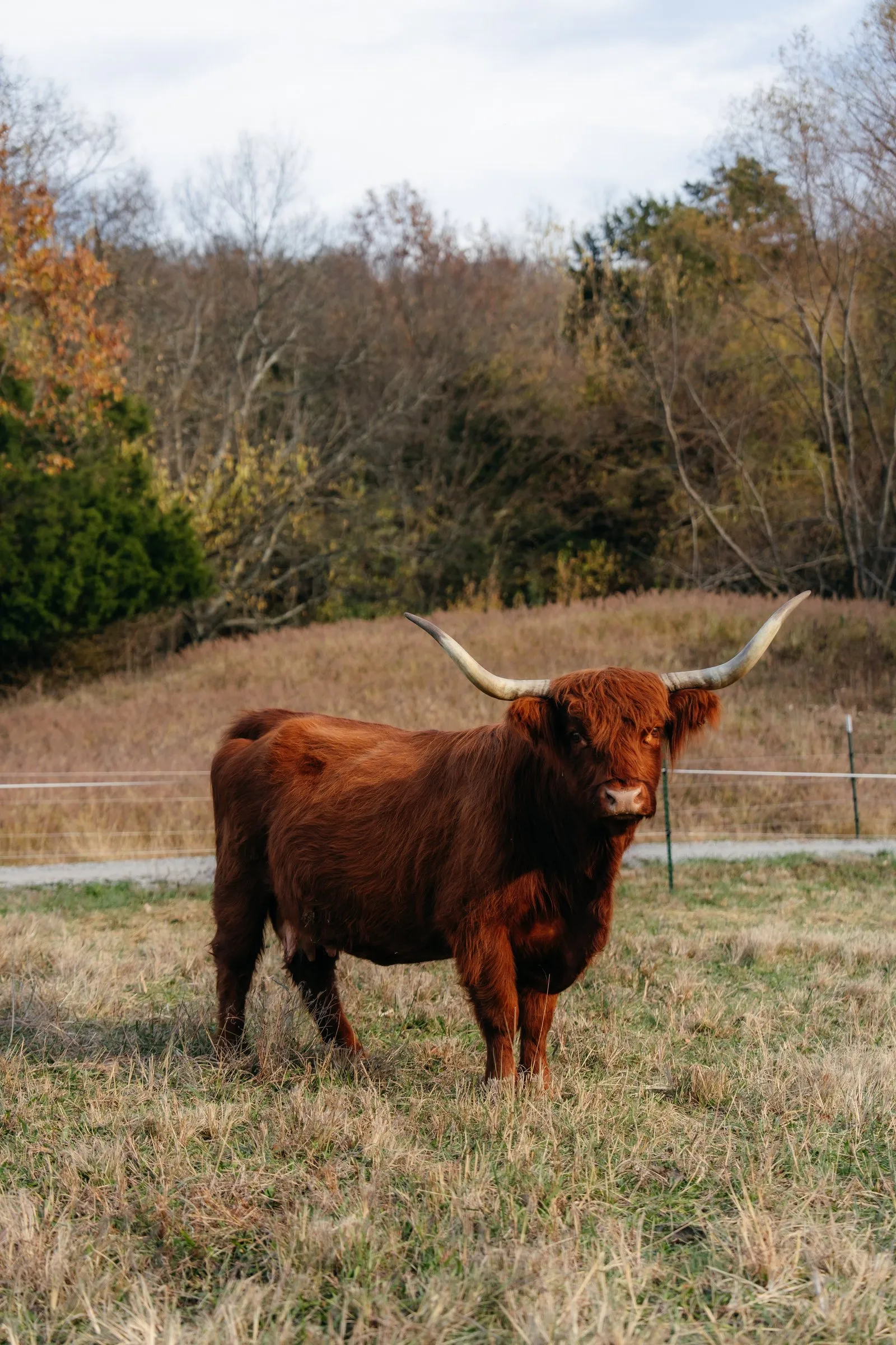 A red Highland cow with sweeping horns stands in the autumn pasture