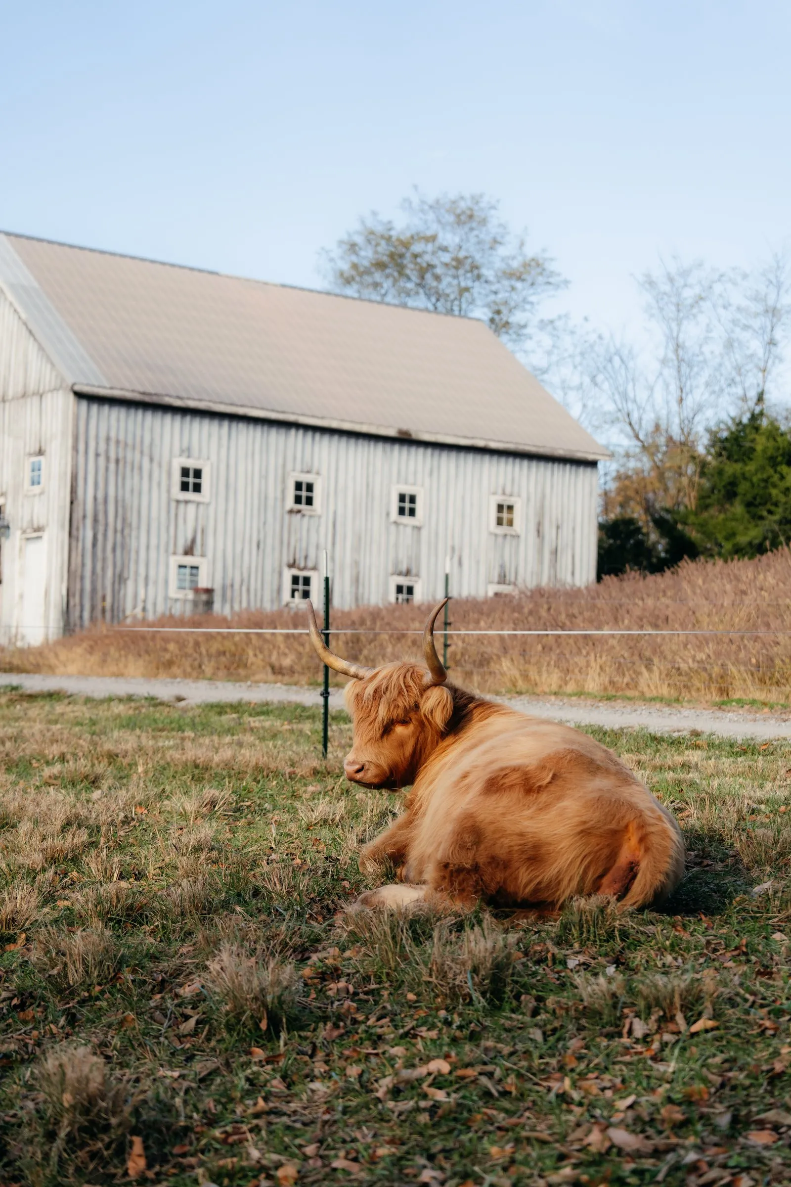 A Highland resting in the grass in front of the white barn