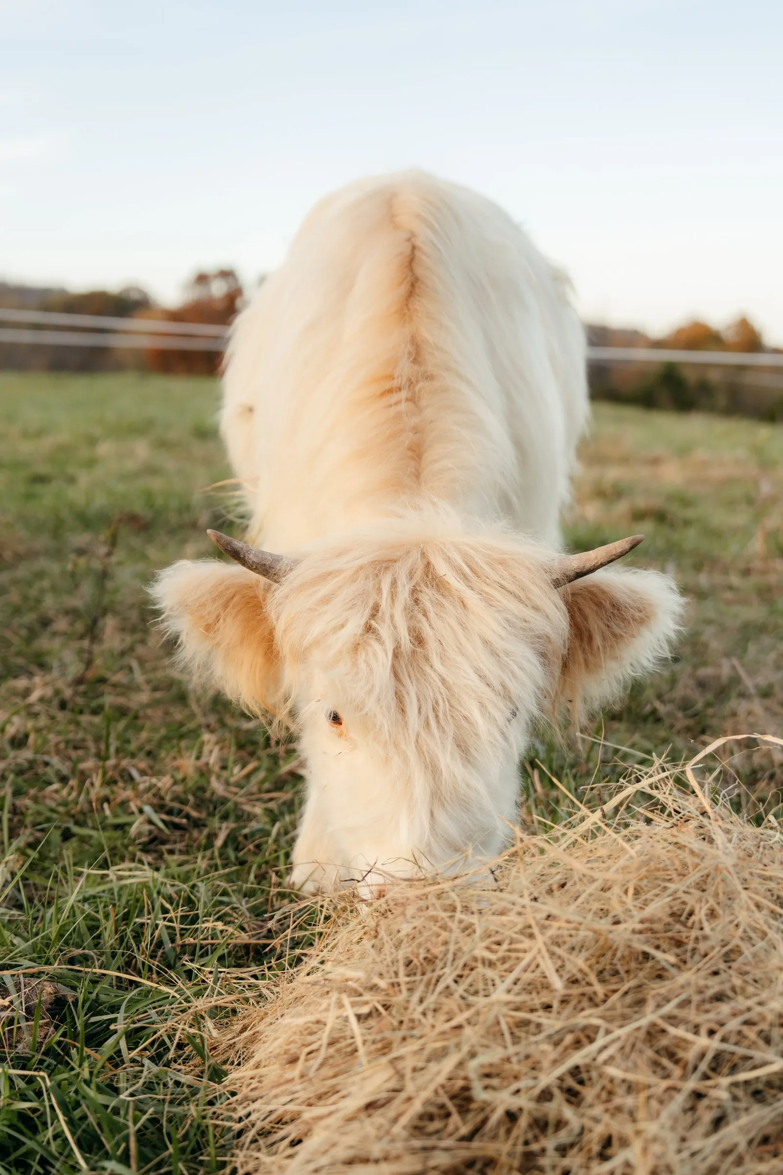 A white Highland with its face buried in hay