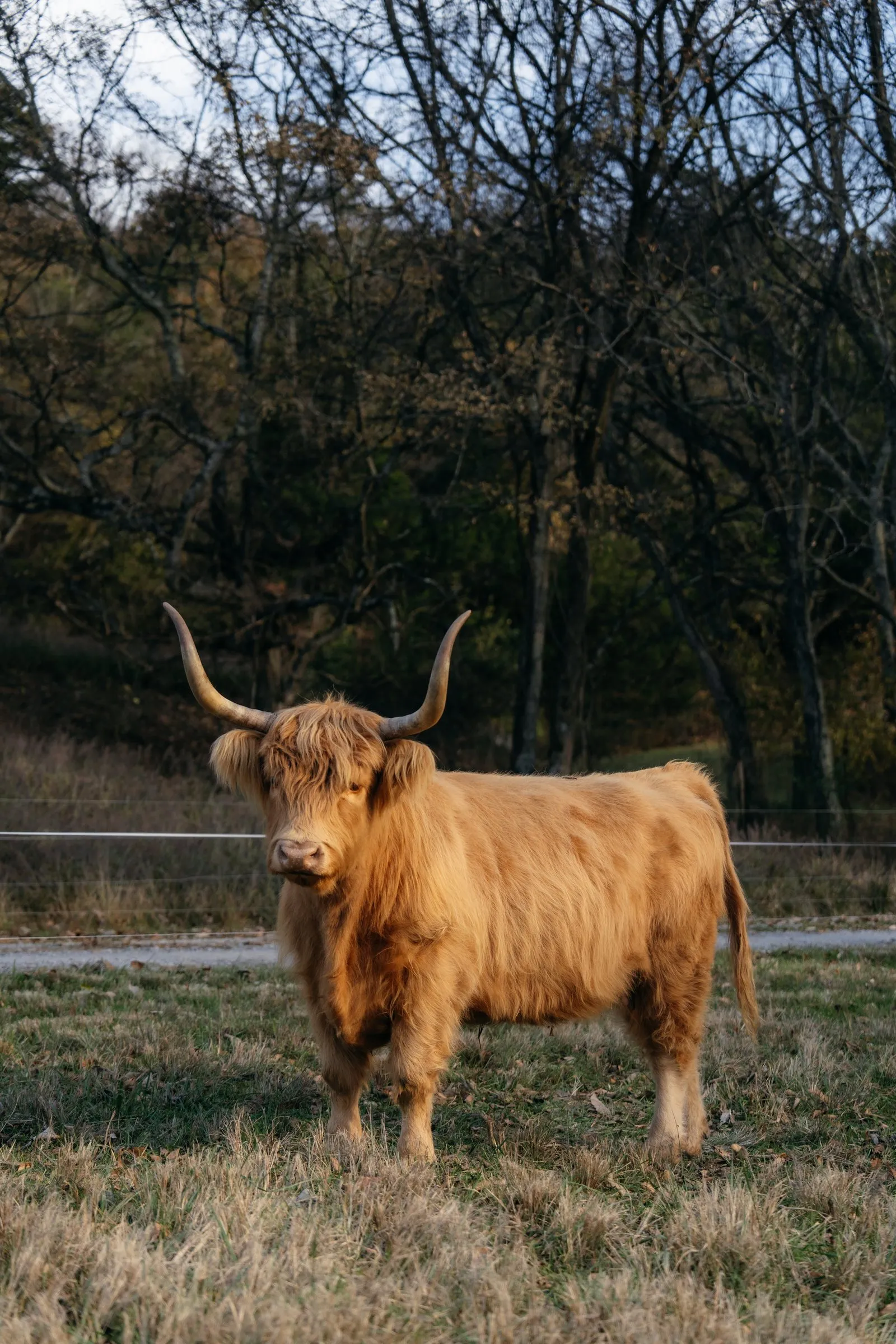 A yellow Highland cow