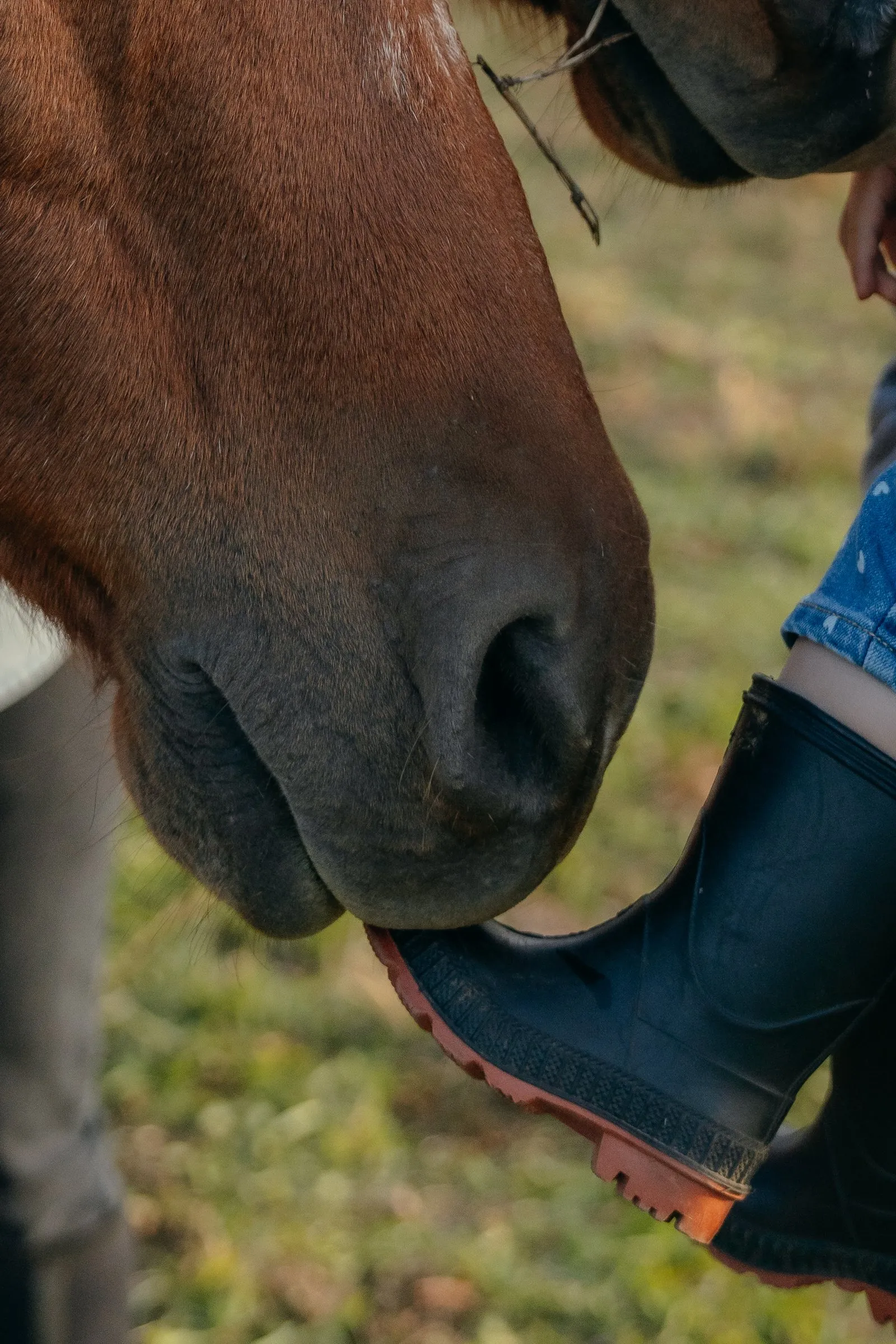 A horse nuzzles a child’s boot