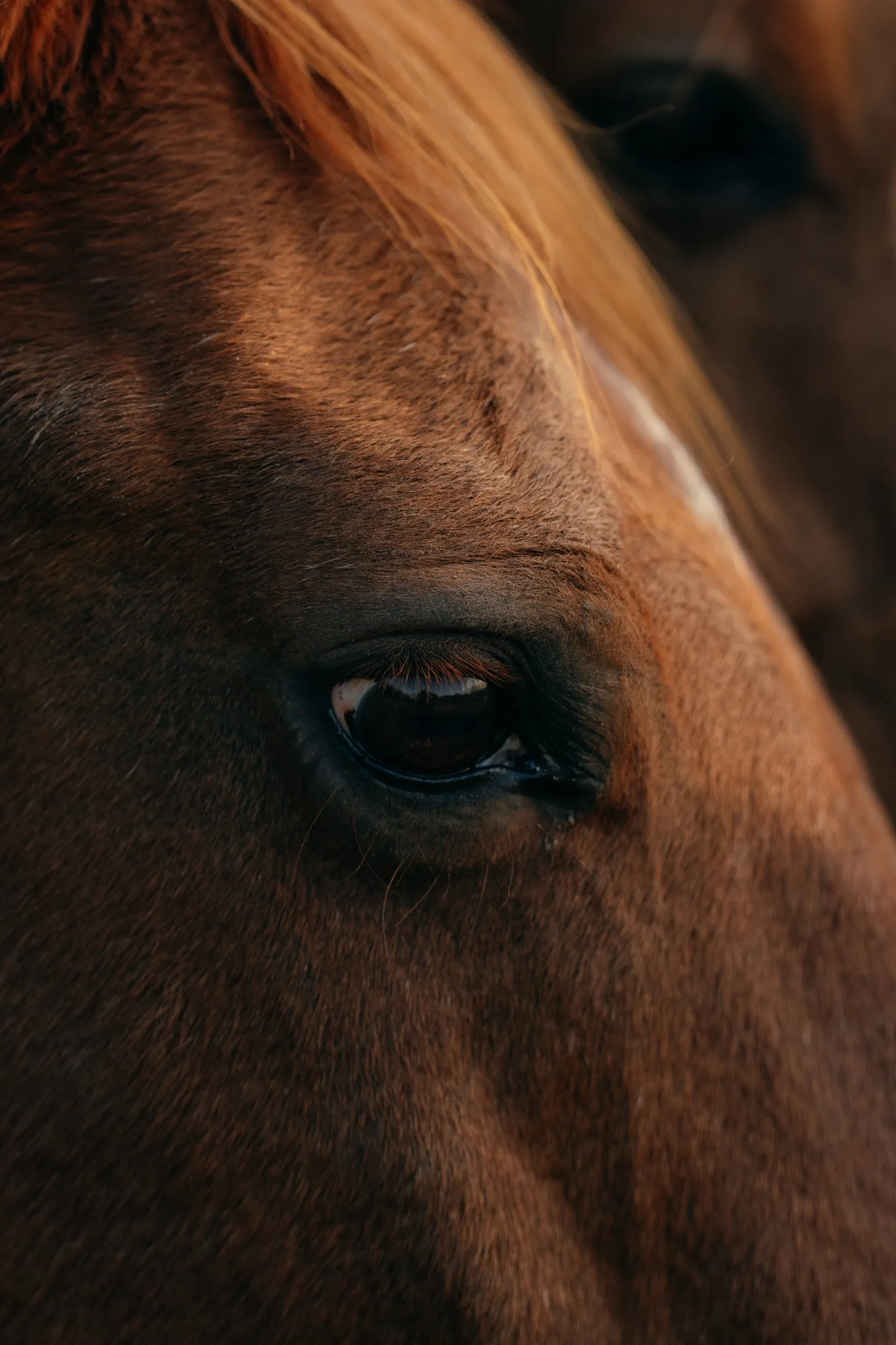Close-up of a chestnut horse’s eye