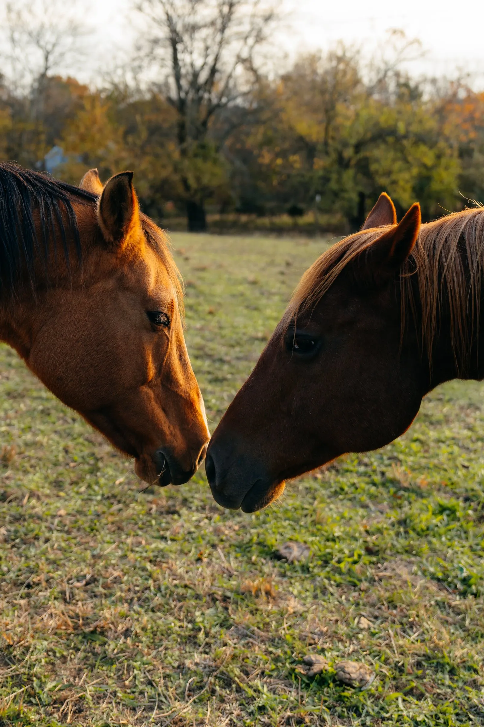 Two horses touching noses in the pasture