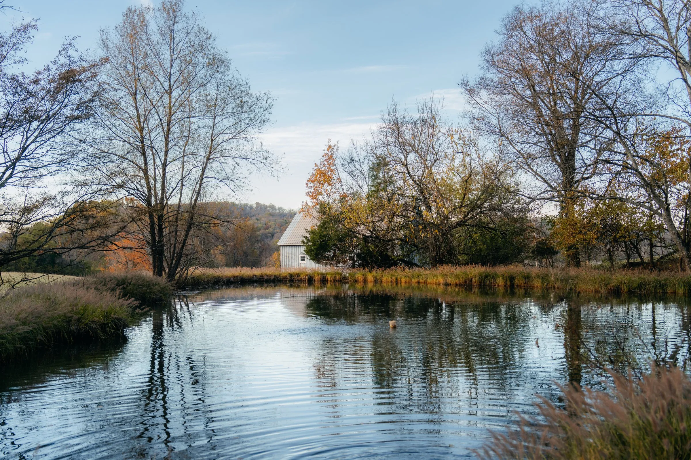 Trees reflected in the farm pond
