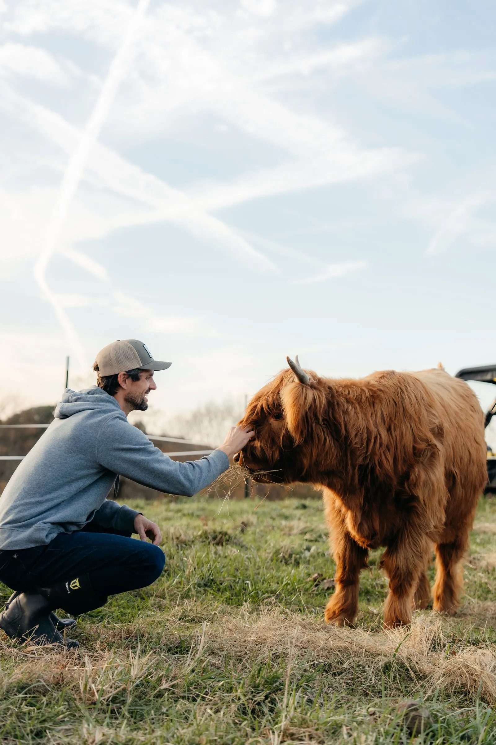 Rhett kneels to greet a red Highland in the pasture